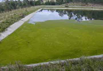 Algal bloom on small water course